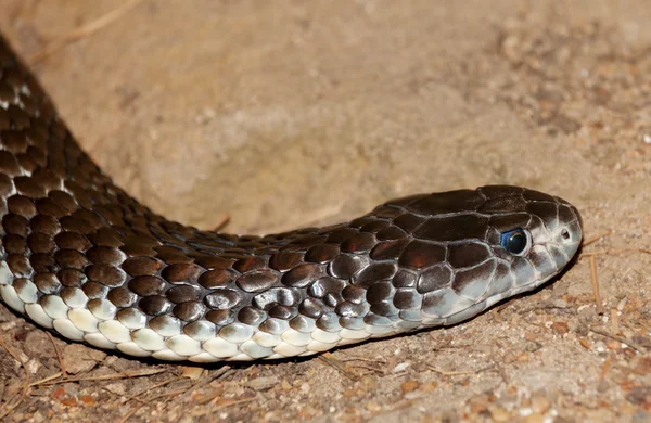 Death adder mycket farligt — Stockfoto