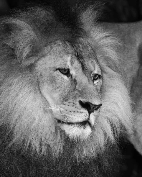 Verstandig Leeuw in zwart-wit — Stockfoto