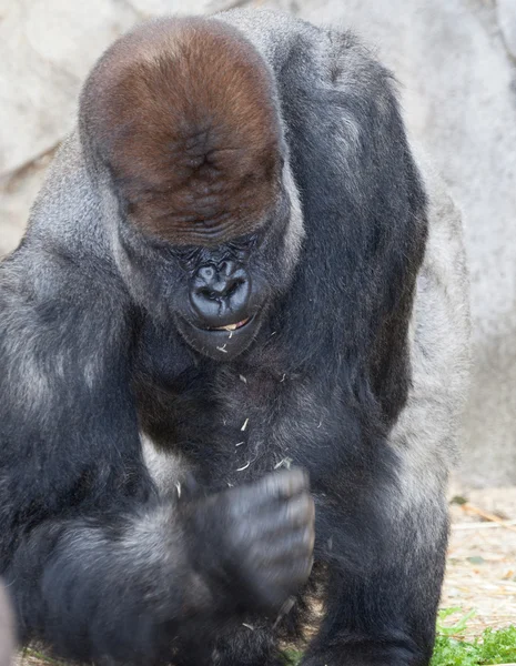 Big silverback gorilla — Stock Photo, Image