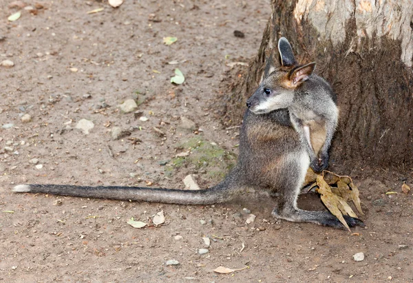 Rock wallaby desde Australia — Foto de Stock