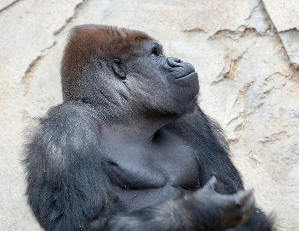 Großer Silberrücken-Gorilla — Stockfoto