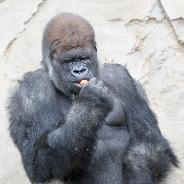 Großer Silberrücken-Gorilla — Stockfoto