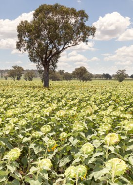 Yaz ayçiçeği kırpma