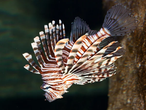 Czerwony lionfish bardzo egzotyczne — Zdjęcie stockowe