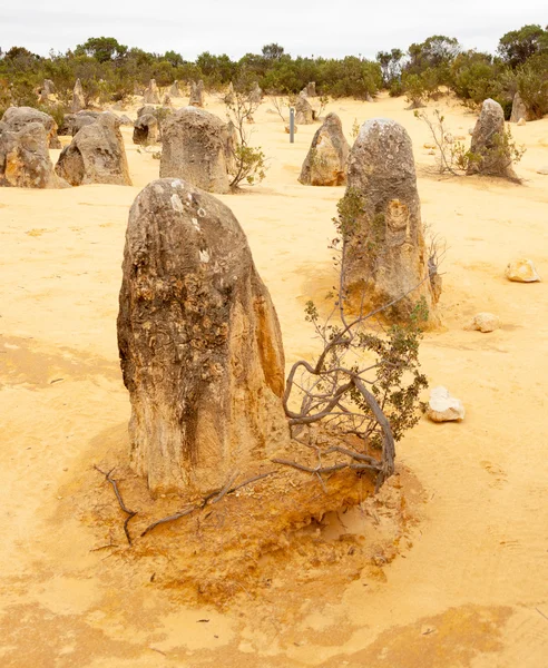 The Pinnacles  Cervantes — Stock Photo, Image