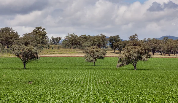 Terras agrícolas perto de Quirindi — Fotografia de Stock