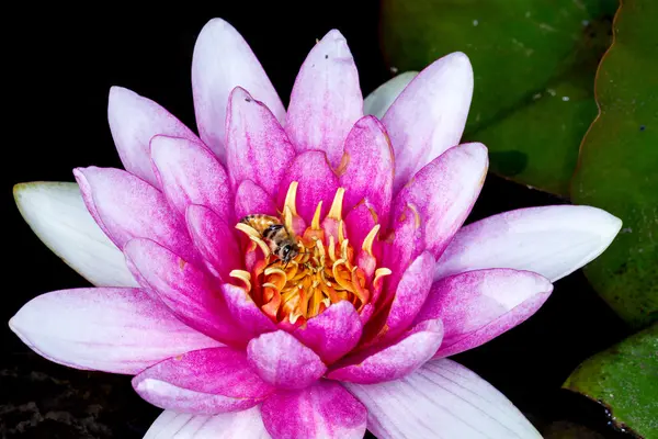 Plante d'eau le nénuphar — Photo