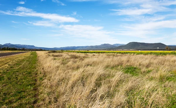 Campi di colza Australia — Foto Stock