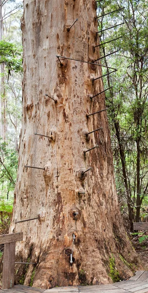 Feu guetteur arbre — Photo
