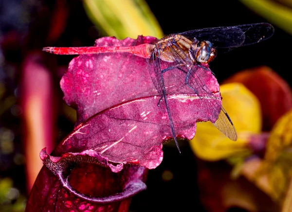 Drago mosca primo piano — Foto Stock