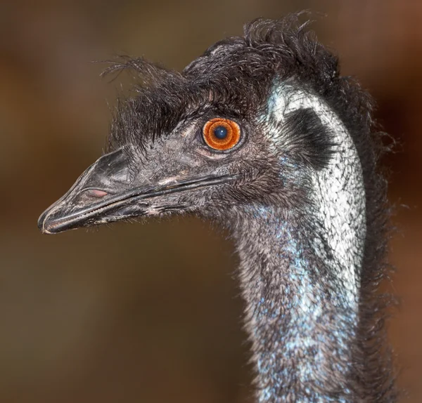 Emu pájaro sin vuelo —  Fotos de Stock