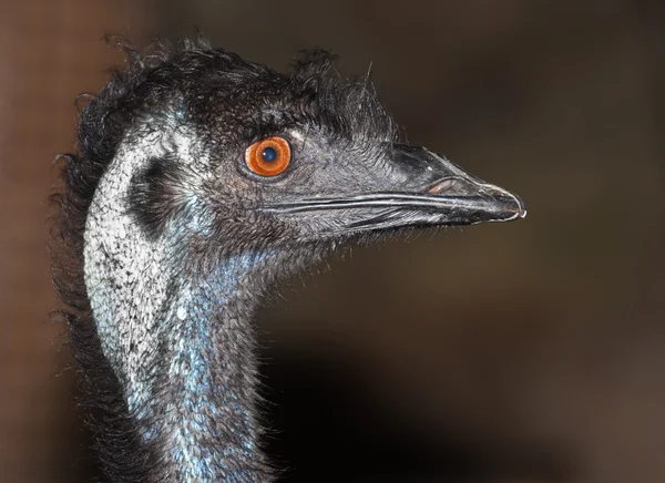 EMU uçamayan kuş — Stok fotoğraf
