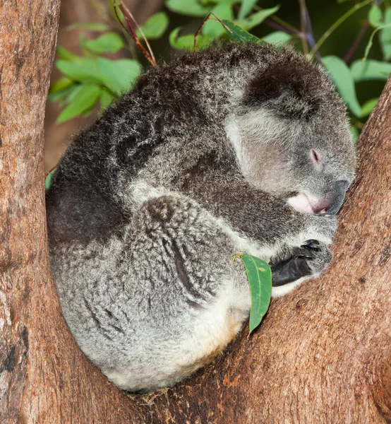 Koala medve, Ausztrália — Stock Fotó