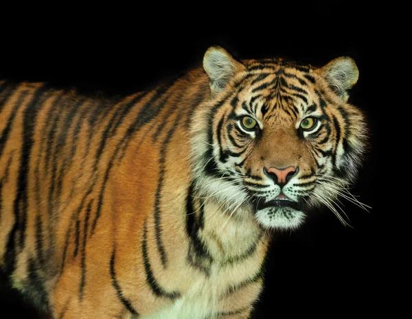 Вымирающий суматранский тигр — стоковое фото