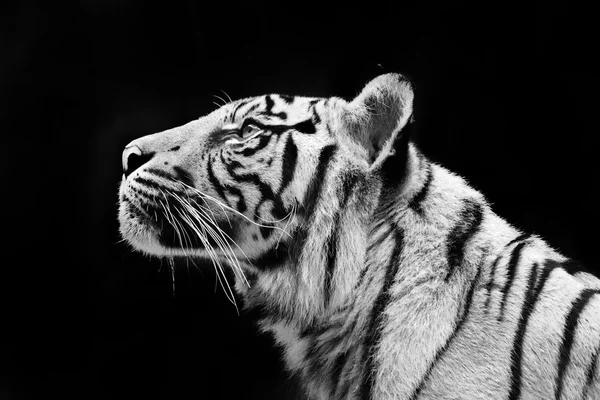 sumatran tiger in black and white