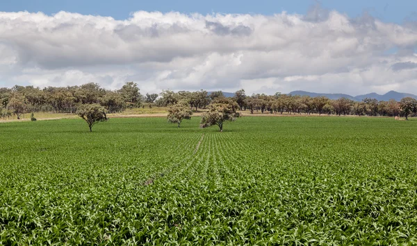 Quirindi の近くの農場の土地 — ストック写真