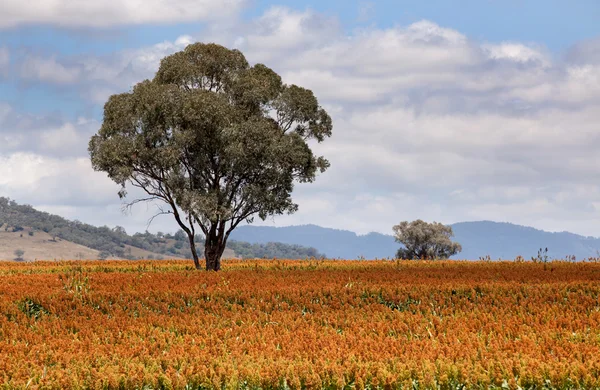 Quirindi 近くのソルガム フィールド — ストック写真