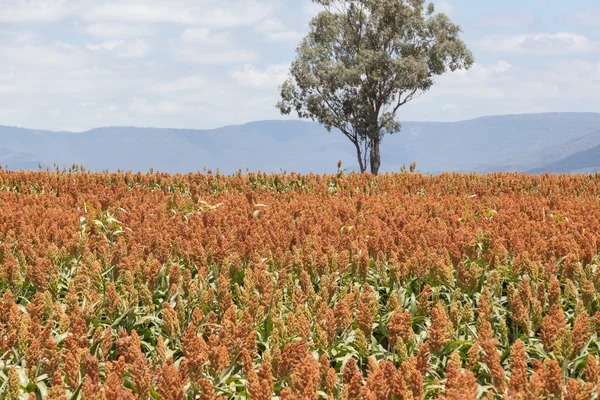 Campo de sorgo perto de Quirindi — Fotografia de Stock