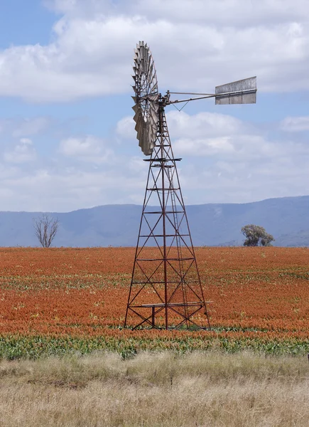 Sorghum field near Quirindi — Stock Photo, Image