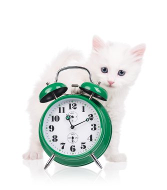 Şirin tüylü yavru kedi