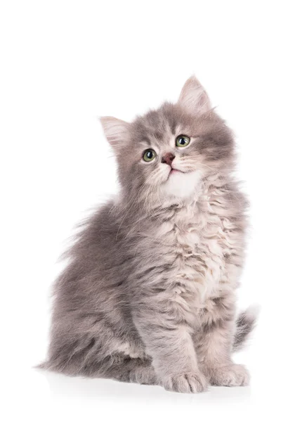 Şirin tüylü yavru kedi