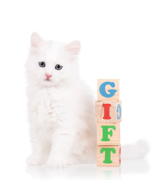 Lindo gatito esponjoso — Foto de Stock