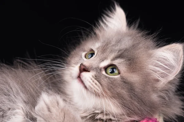 Χαριτωμένο γατάκι αφράτο — Φωτογραφία Αρχείου