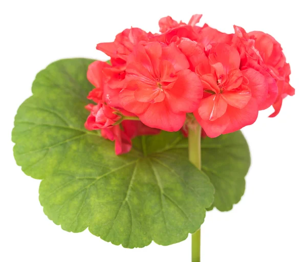 Pink geranium bloom — Stock Photo, Image