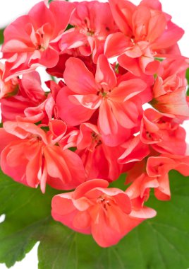 Parlak pembe Sardunya