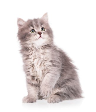 Şirin tüylü yavru kedi