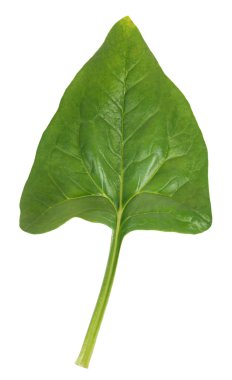 taze ıspanak yaprağı