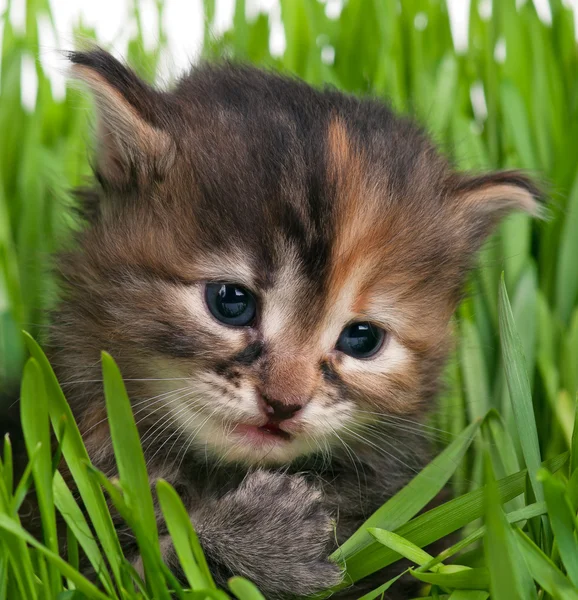 かわいいふわふわ子猫 — ストック写真