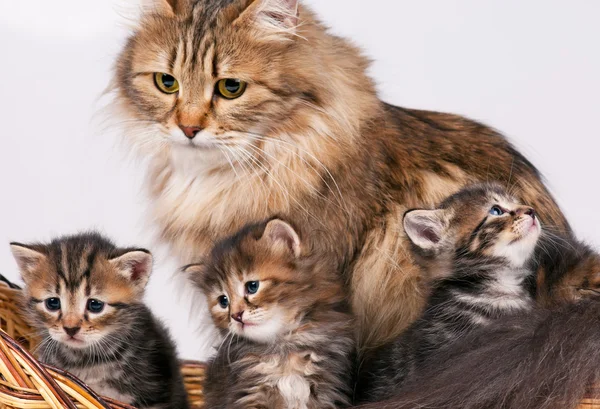 Cute siberian cat — Stock Photo, Image