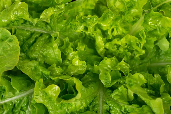 Fresh green lettuce — Stock Photo, Image