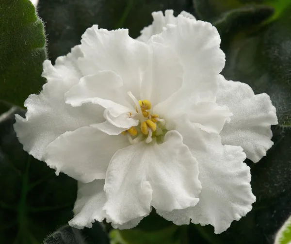 White violet flower — Stock Photo, Image