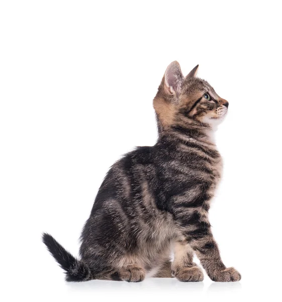 The curious little kitten — Stock Photo, Image