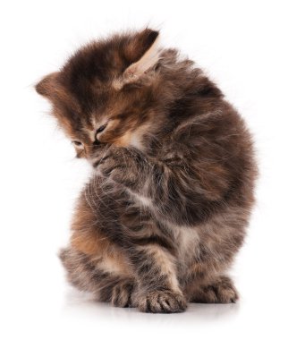 Şirin Sibirya yavru kedi