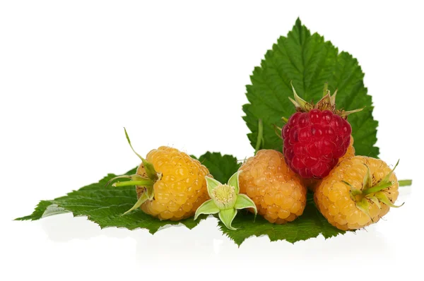 Bright yellow raspberries — Stock Photo, Image