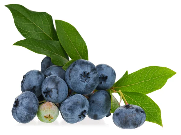 Blueberry yang segar dan terang — Stok Foto