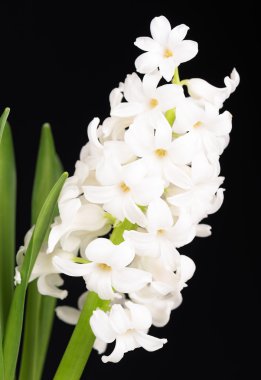 Parlak beyaz sümbül