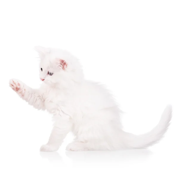 Cute fluffy kitten — Stock Photo, Image