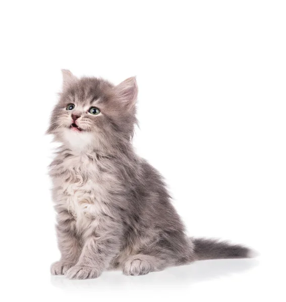Kitten And Puppy Stock Photo Fotojaka 183458324 Cute Fluffy Kitten