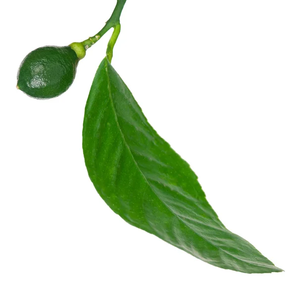 Young lemon tree — Stock Photo, Image