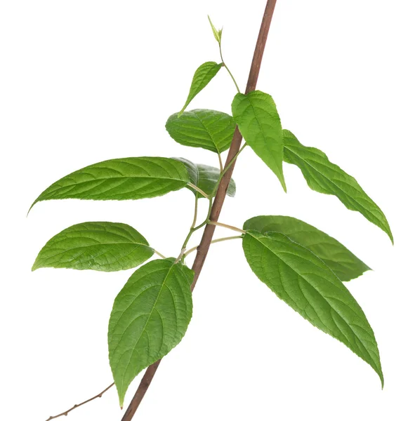 Young spring branch — Stock Photo, Image