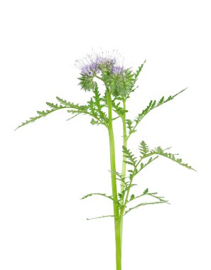 Çiçek açan Akrep otu 