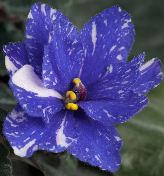 Hermosa flor violeta — Foto de Stock