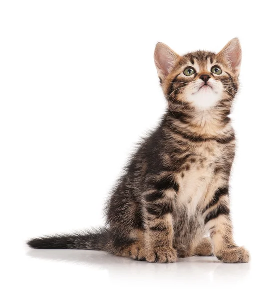 Cute little kitten — Stock Photo, Image