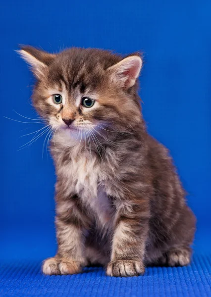 Gatinho siberiano bonito — Fotografia de Stock