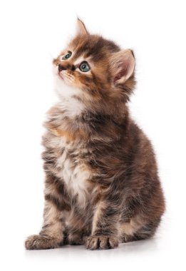 Meraklı Sibirya yavru kedi