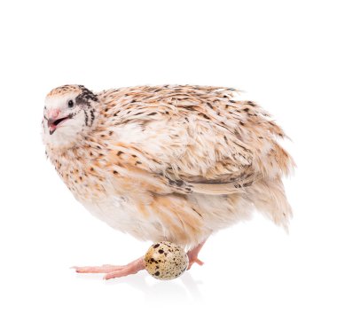 Tatlı yetişkin bıldırcın